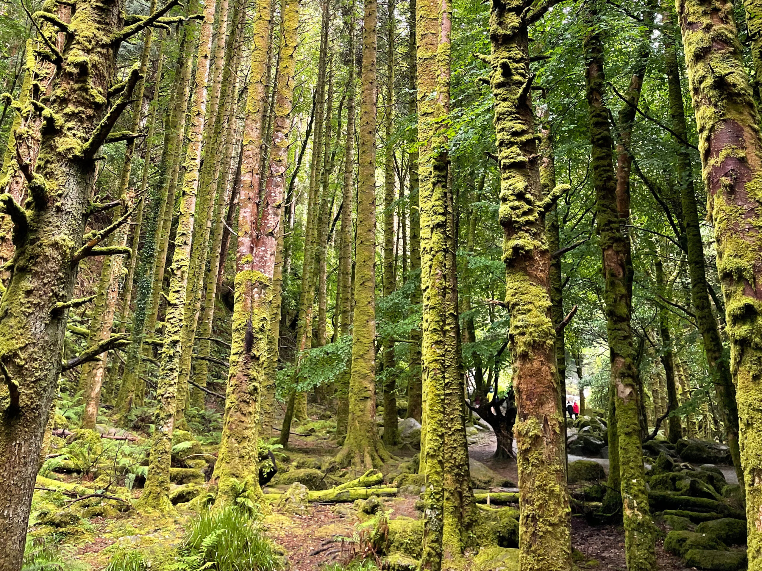 Killarney National Park