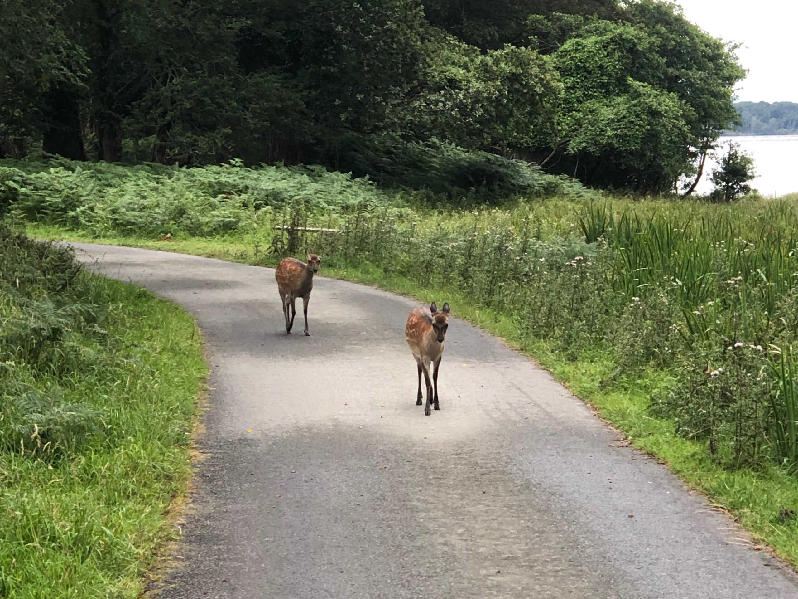 Killarney National Park